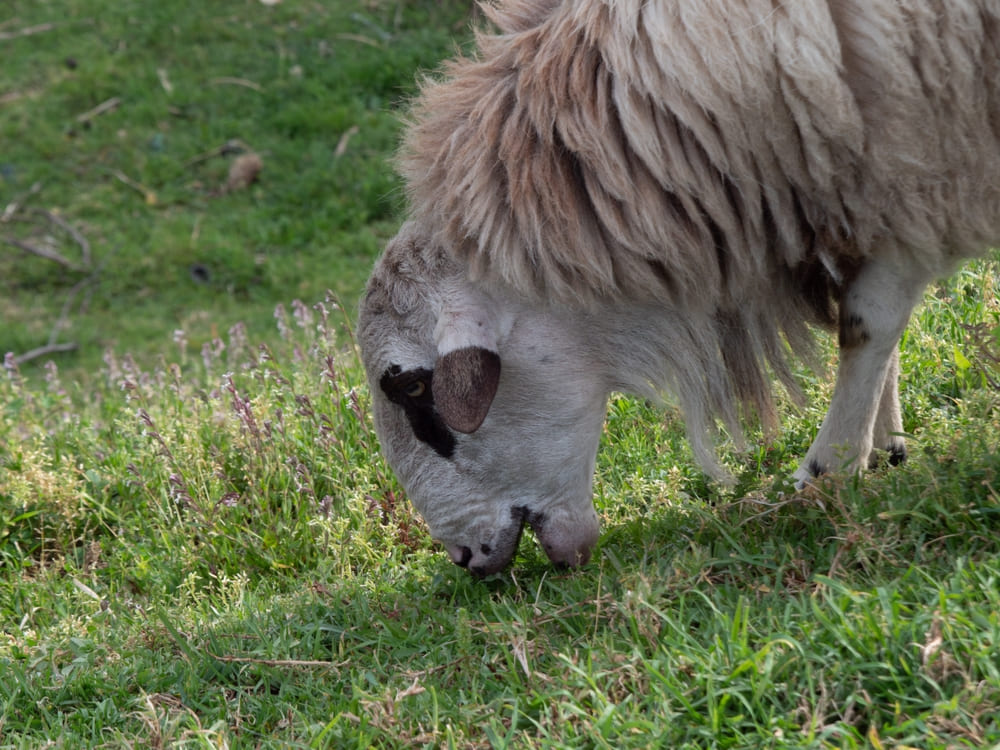 Ovelha comendo pasto