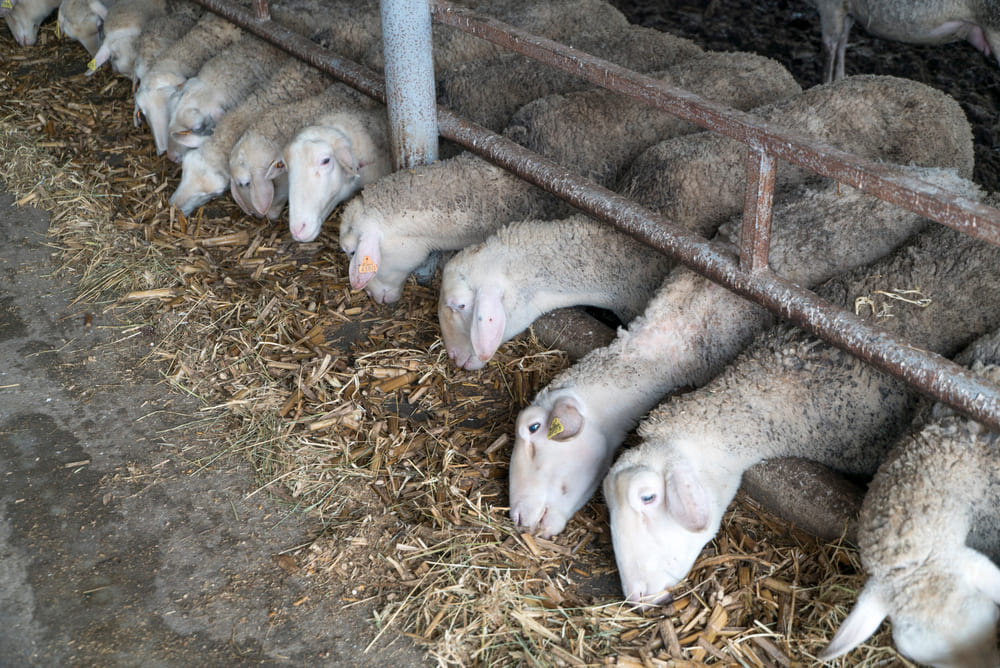 alimentação de ovelhas na fazenda