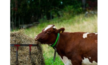 Tipos de comederos para vacas: Ventajas y desventajas de cada uno de ellos