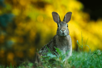 ¿Cómo evitar los daños causados por conejos?