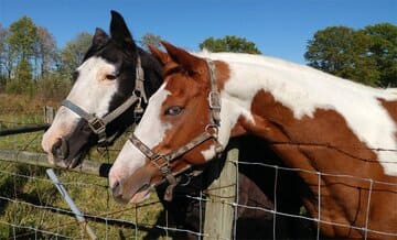 Comederos de caballos ¿cómo elegir el mejor?