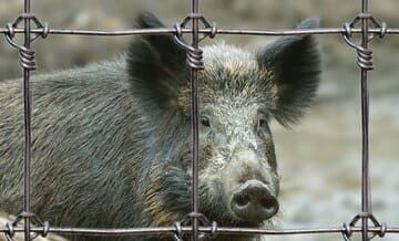 Mallas de alta resistencia para evitar el tránsito de jabalís y otros animales