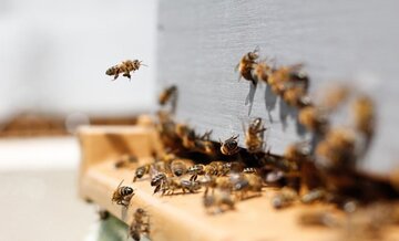 ¿Cómo proteger las colmenas de las avispas asiáticas (velutina)?