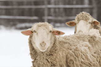El ganado y su cuidado en invierno