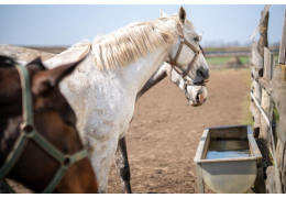 Bebederos para caballos: Tipos y factores a tener en cuenta